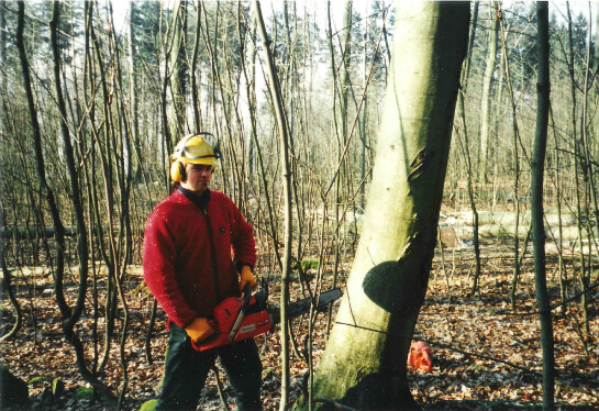 Holzernte in Heidelberg-Boxberg